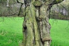baum-03