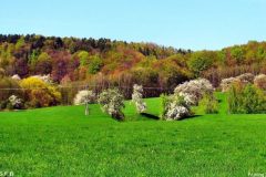 bonnewitz-Fruehling