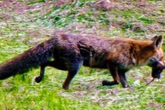 opt-fuchs-1