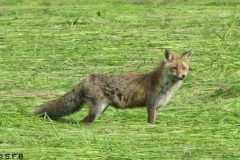 opt-fuchs-2