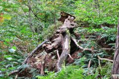 waldtroll-12